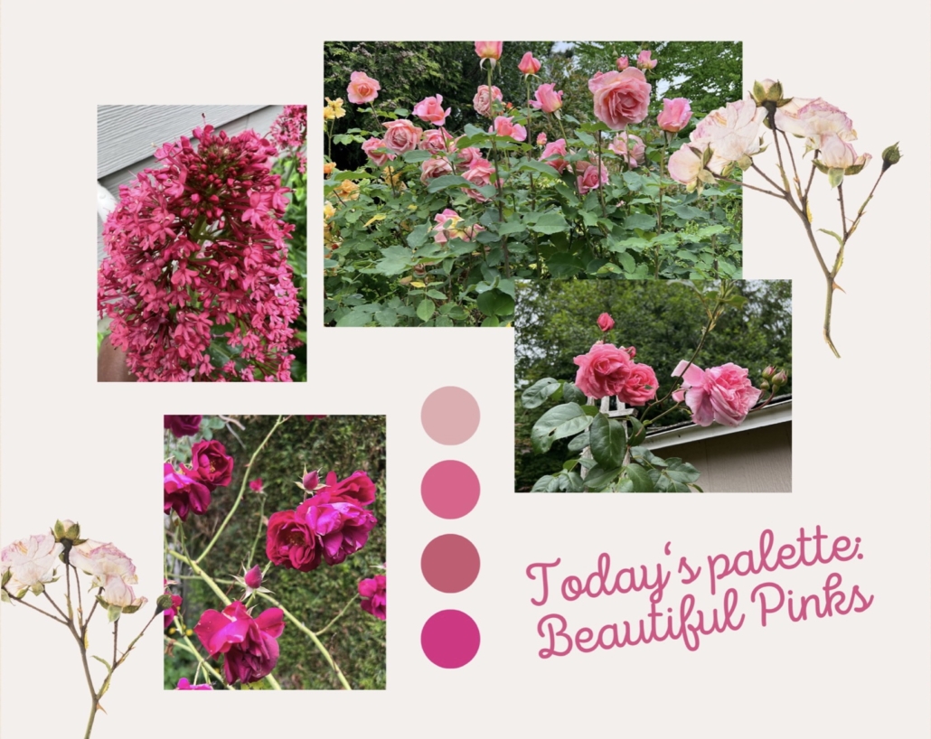Five photographs of various pink flowers in a garden, along with four color dots in different shades of pink and the phrase "Today's palette: Beautiful Pinks."