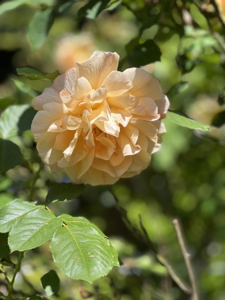 Creamy orange rose