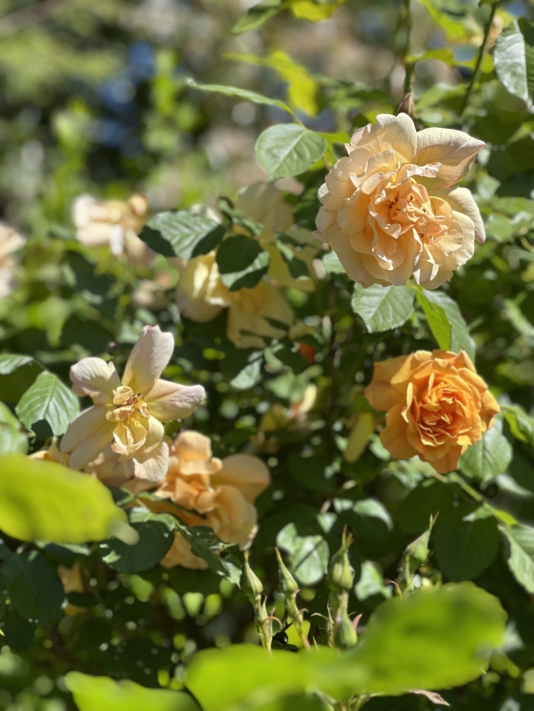 Creamy orange roses