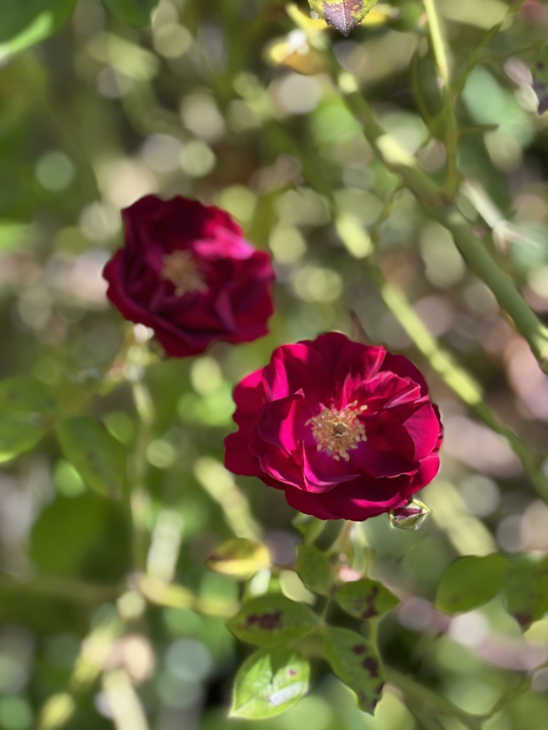 Two fuchsia roses