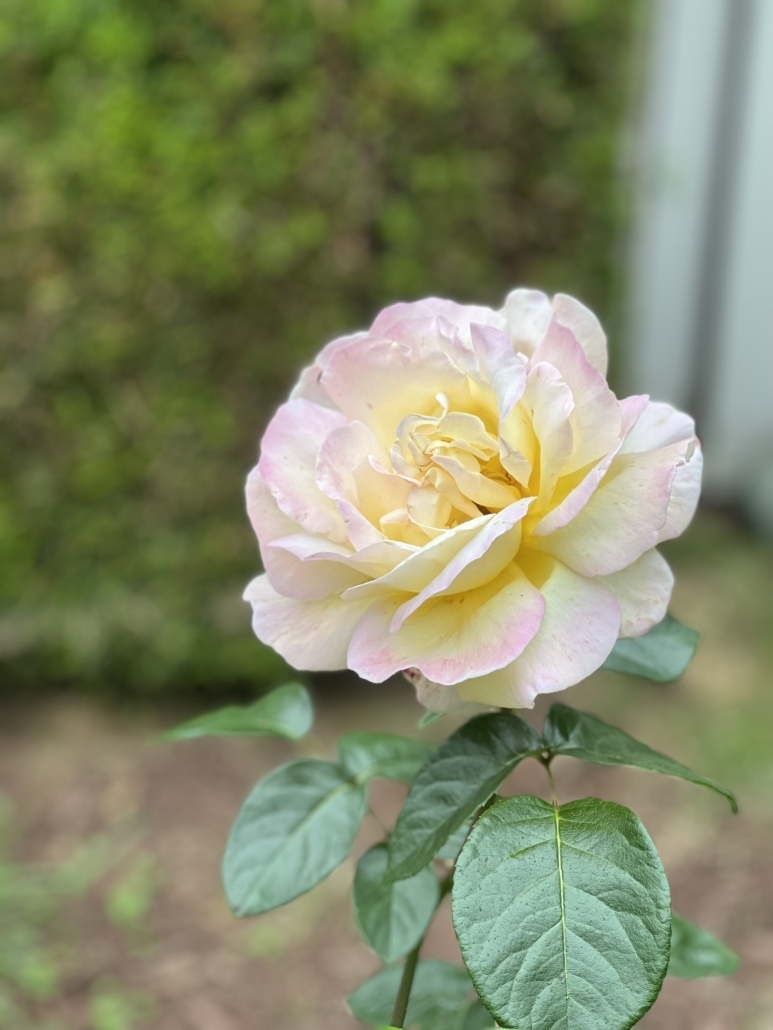 Whitish-yellow rose with pink petal edges