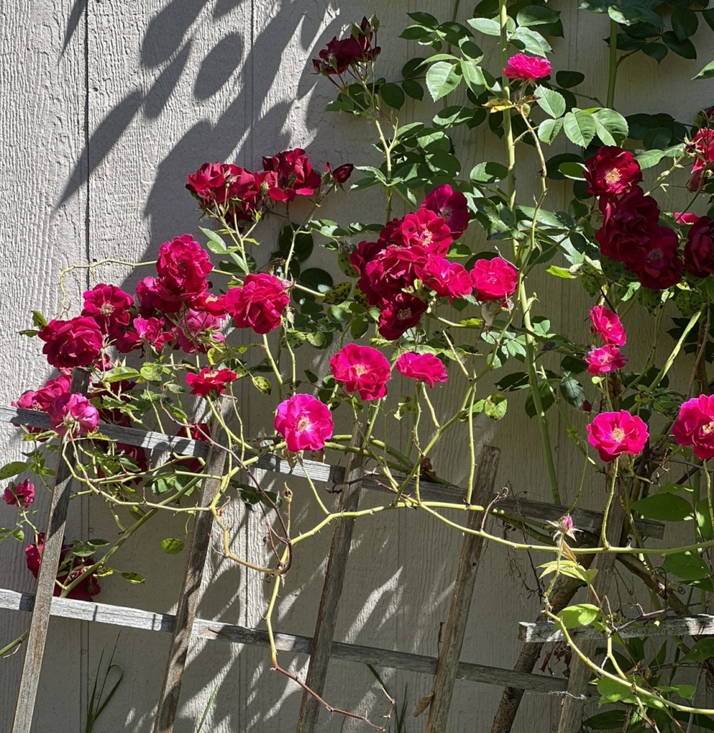 Climbing roses with fuchsia blossoms